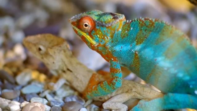 Pentax K-5 HD video Chameleon смотреть онлайн