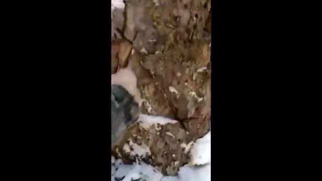 Мужики Разбудили Медведя смотреть онлайн