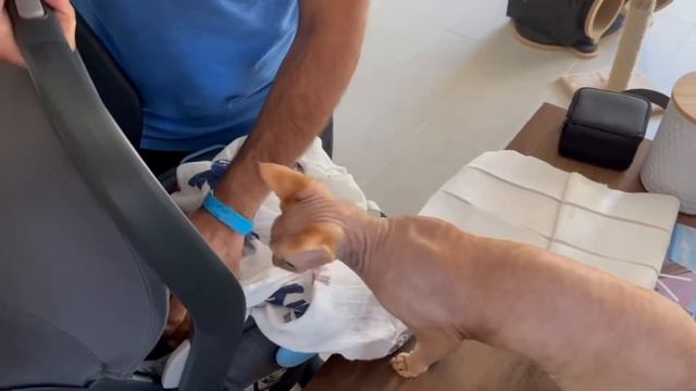 Cats And Newborn❤️ Кошки и малыш. Первая минута знакомства