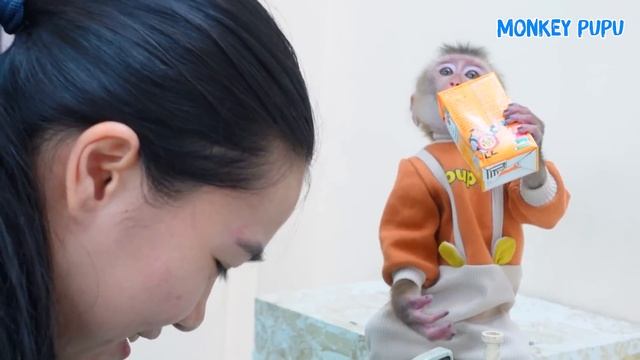 Monkey Pupu Obediently Stays With Mom As She Sews New Winter Clothes For Him