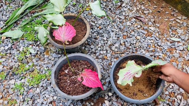 I got a gift🙈❤️🍃 Flowering plants මට හම්බුන වටින තෑග්ග. මලෙන් එන පැල. #plants #srilanka #l смотреть онлайн