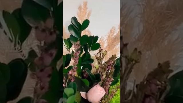 Live Stabilized Roses And Ferns In Pots