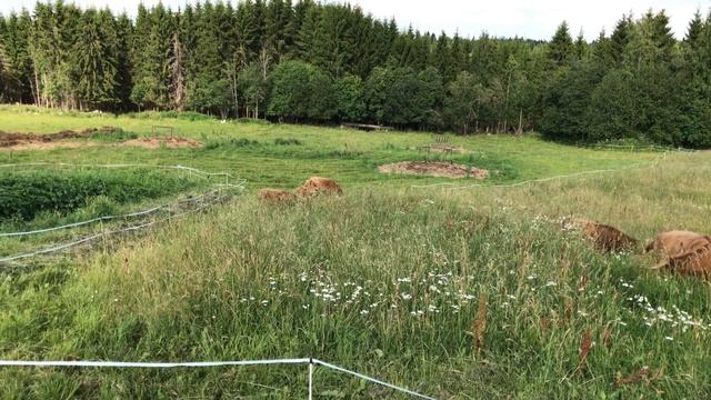 Scottish Highland Cattle In Finland: Cows And Calves Moving To A New Pasture