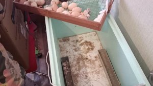 самый лучший инкубатор