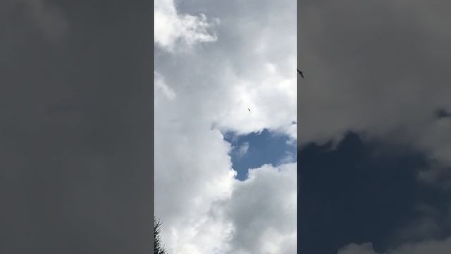 Коршун в небе , ищет жертву! смотреть онлайн