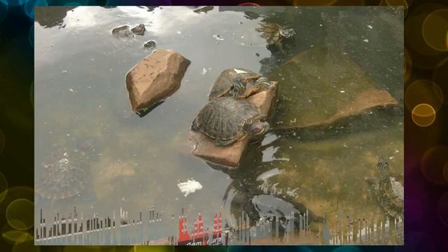 Зоопарк Владивосток смотреть онлайн