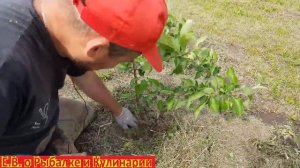 Что делать если наш плодовый саженец погиб, не стоит расстраиваться, корни могут быть еще живые.