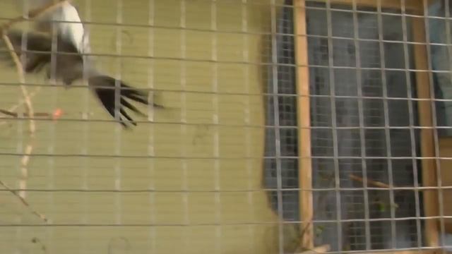 19 Разведение попугаев Две пары 02.05.17 Возраст пар в разведении Третье яйцо