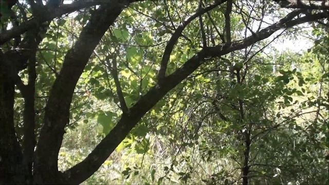 Участок с нуля без мужчин / Что хочет женщина / День четвертый смотреть онлайн