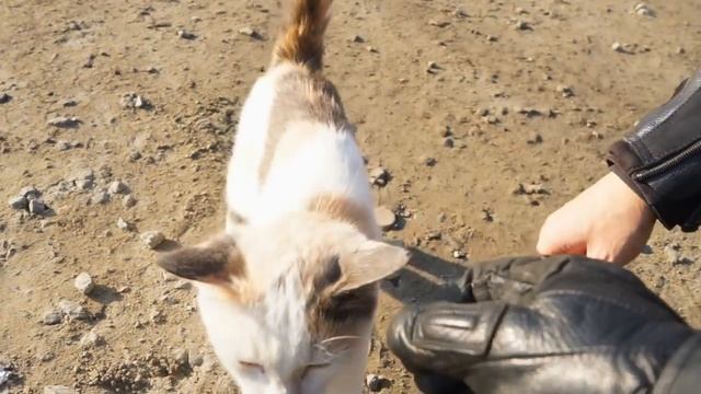 Прекрасное завершение сезона. Котик и мотики. смотреть онлайн