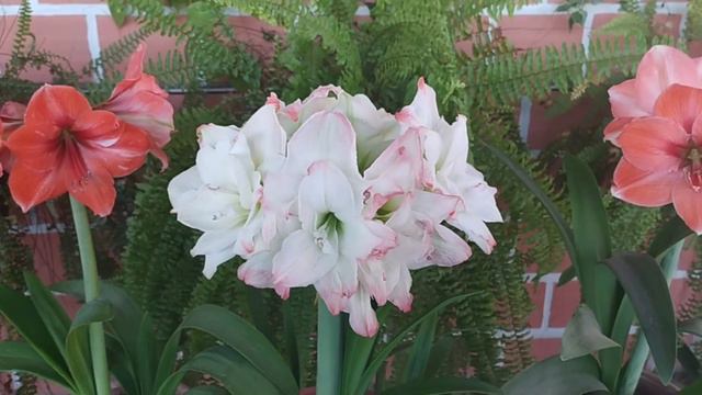 AMADEUS CANDY Hippeastrum Multipétalos, Amaryllis.