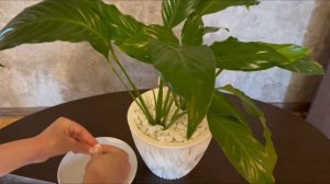 Быстрый способ придать листьям комнатных растений глянцевый блеск