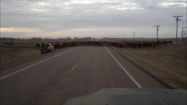 Cow needs a push from truck to cross road смотреть онлайн