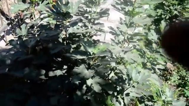 Инжир Коричневый Турецкий (Brown Turkey) 2 год смотреть онлайн