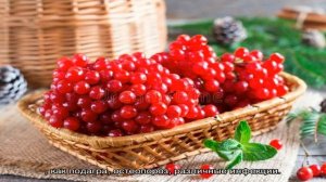 Чем так ценны косточки от калины — польза и вред «маленьких сердечек» для большого сердца и не тол.