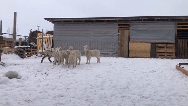 Бронируйте ягнят, баранчики кросс Дорпер и Меринос смотреть онлайн