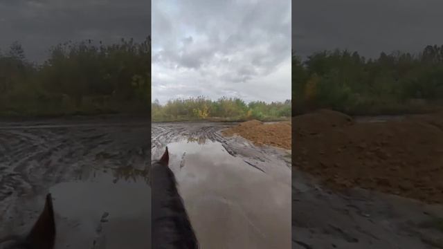 Самые чистоплотные собаки в мире #родезийскийриджбек #родезийскийриджбекМайя #Майя смотреть онлайн