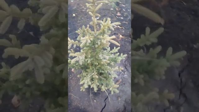 Ель сизая смотреть онлайн