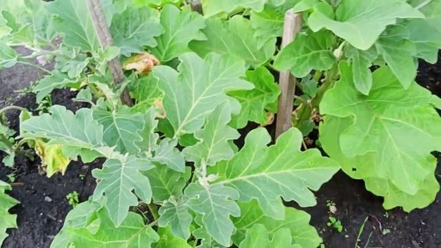 Баклажаны, где лучше, в теплице или в открытом грунте. смотреть онлайн