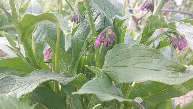 A natural fertilizer for all vegetables - Grass Clipping Fertilizer Tea смотреть онлайн
