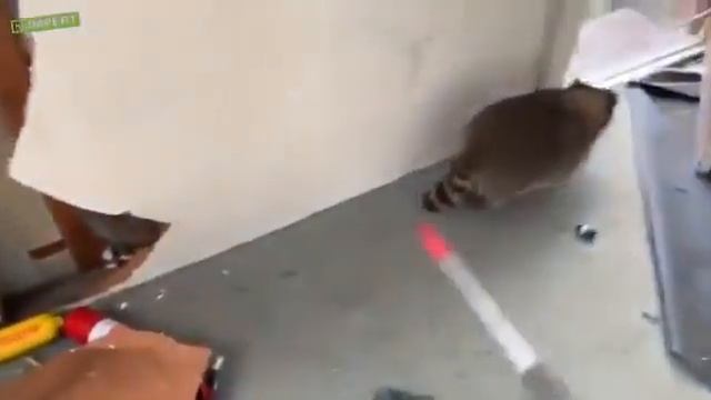 Выселения стаи енотов из дома смотреть онлайн