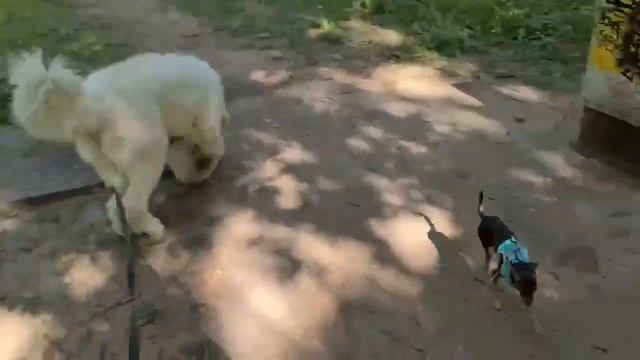 Собаки бывают большие, маленькие и средние. смотреть онлайн