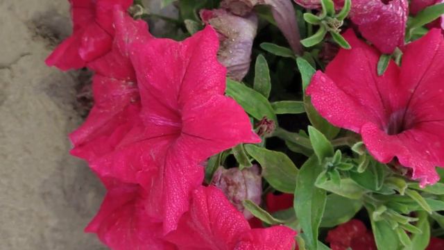 Beauty Of Spring#flowers #nature