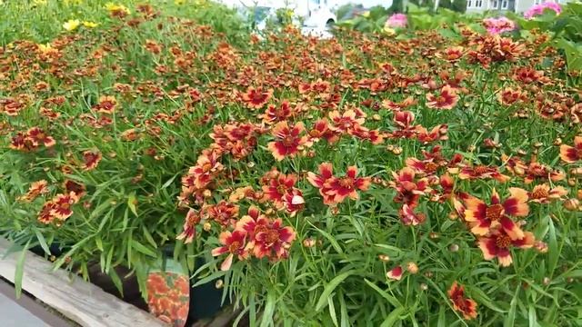 Coreopsis Desert Coral (Tickseed) смотреть онлайн