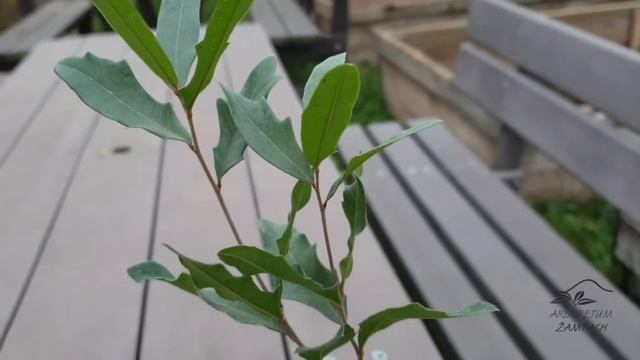 Quercus Virginiana Dub Viržinský