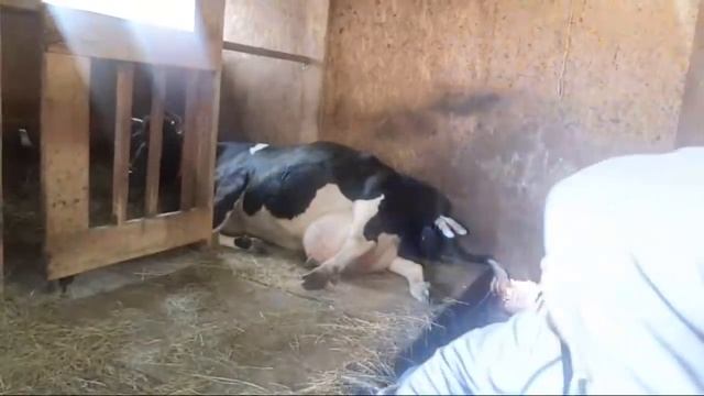 Как корова Брусня телится говорим про КРС смотреть онлайн