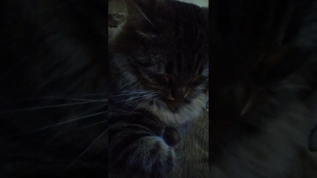 Мусин друг по кличке бот. смотреть онлайн