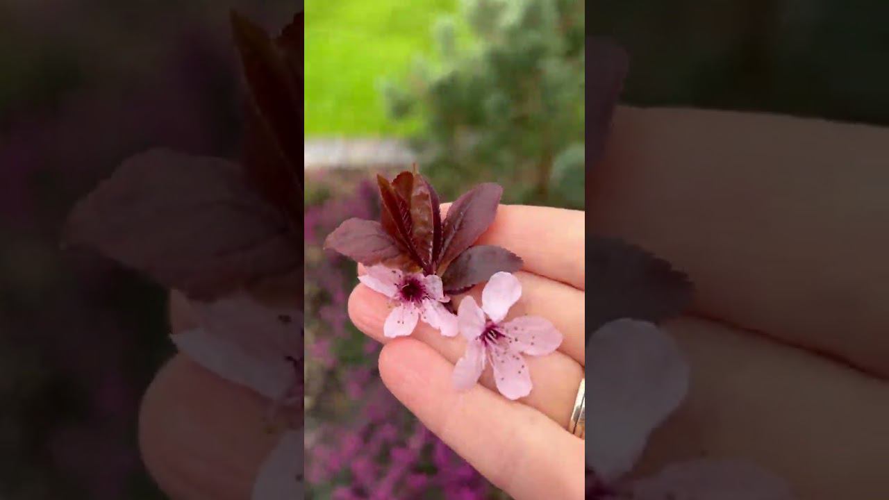 Невероятно красивое сочетание весеннего сада. ☘️Prunus Nigra ☘️Слива декоративная☘️ Март 2024