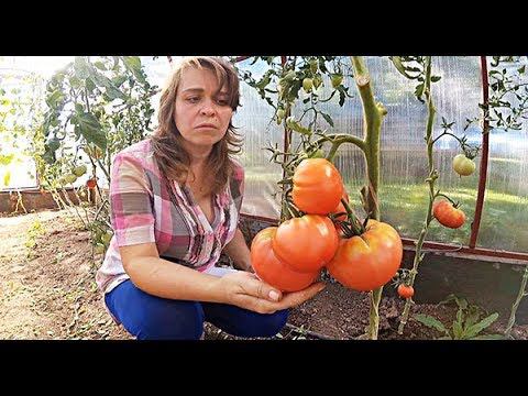 30 НЕВЕРОЯТНЫХ СОРТОВ ТОМАТОВ! смотреть онлайн