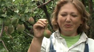 каратаевская