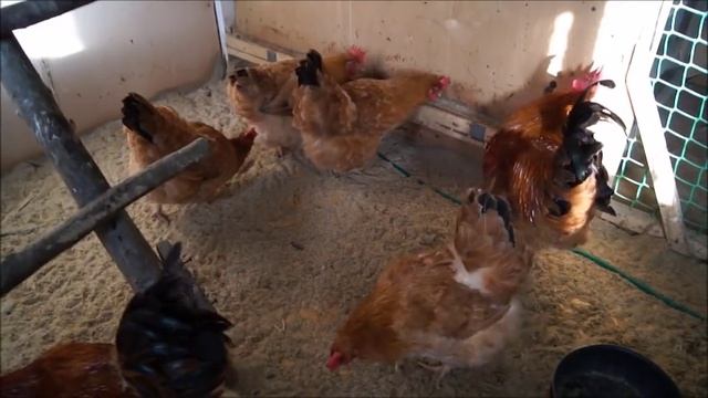 Наш курятник* Птичник* Породы кур* Содержание кур смотреть онлайн