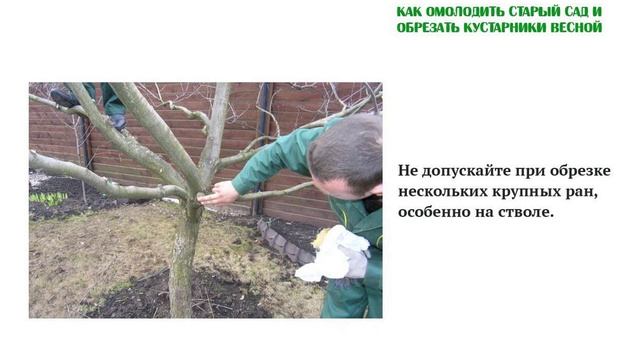 Не допускайте нескольких ран на стволе Главные ошибки Как омолодить и обрезать деревья Часть 5 смотреть онлайн