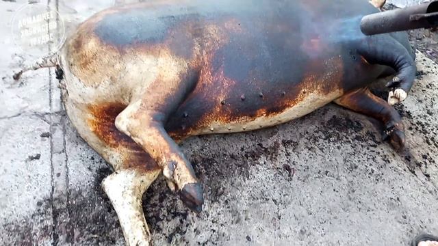 Вот такая свининка))) Дешёвый корм для свиней рулит!!! смотреть онлайн