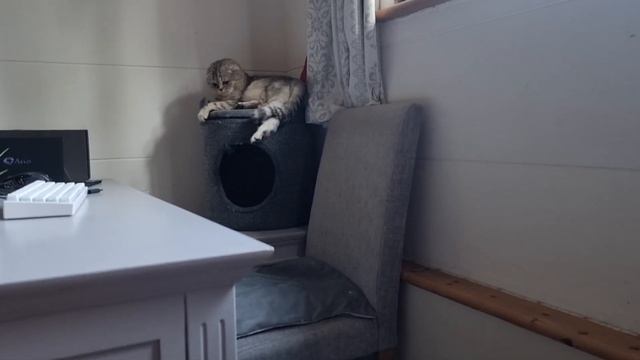 Хожу за котом по дому и наблюдаю ?? смотреть онлайн