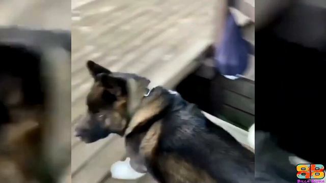American Akita Vs Belgian Malinois | Belgian Malinois Vs American Akita | | Billa Boyka |