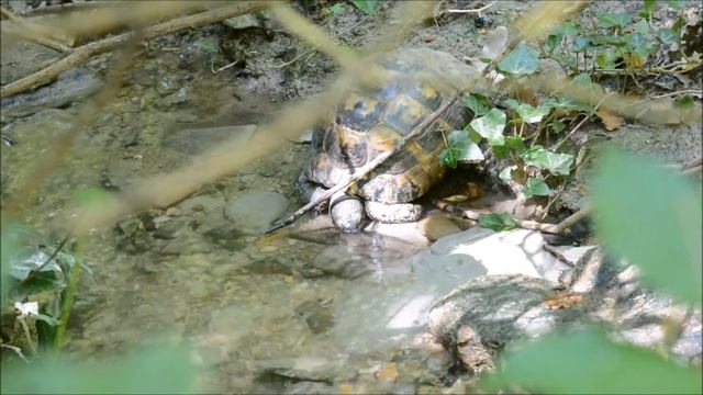 черепаха пьёт воду из ручья смотреть онлайн