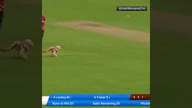 ?? Dog grabs a cricket ball mid-game and dodges the fielders | #Shorts смотреть онлайн