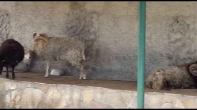 ПАРК ЛЬВОВ ТАЙГАН 2013г смотреть онлайн