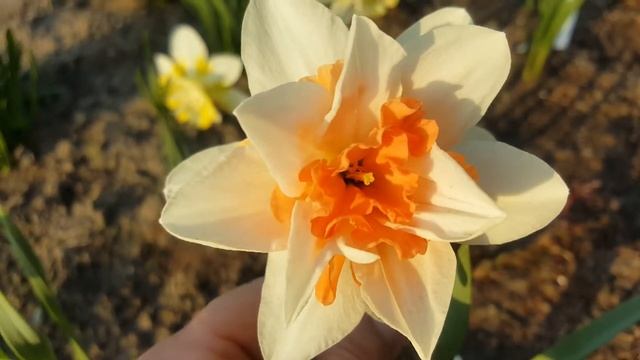 Нарцисс Дельнашо . Narcissus Delnashaugh . смотреть онлайн