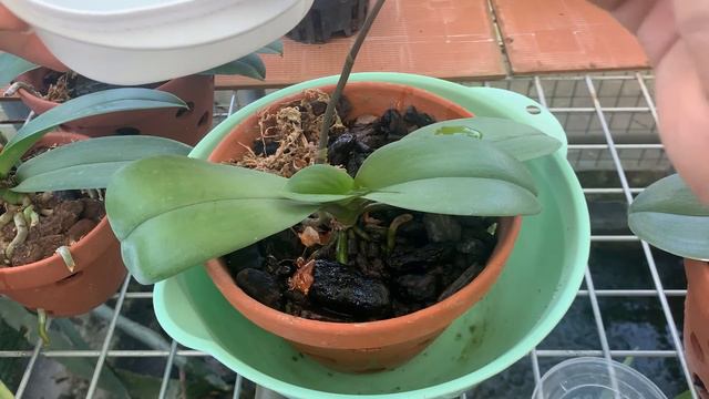 Do it now and the orchid will bloom all over the house смотреть онлайн