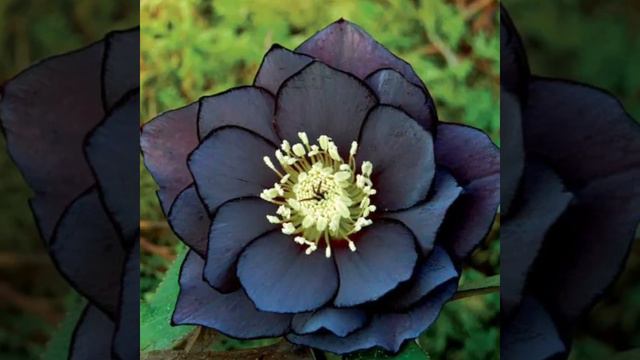 32 Black flowering plants with Names | Black flowering plants identification | Plant and Planting смотреть онлайн