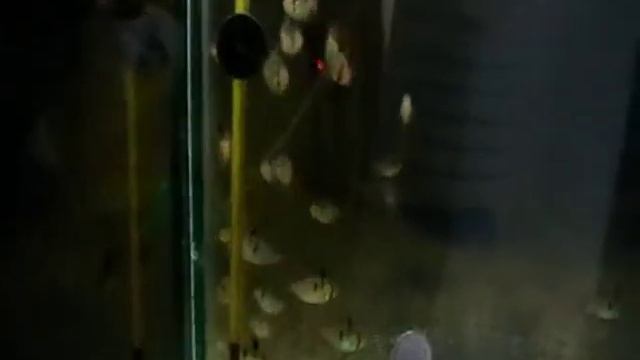 Апистограмма рамирези (Microgeophagus ramirezi) - рыба-бабочка. Kiev - 12.02.2014 смотреть онлайн