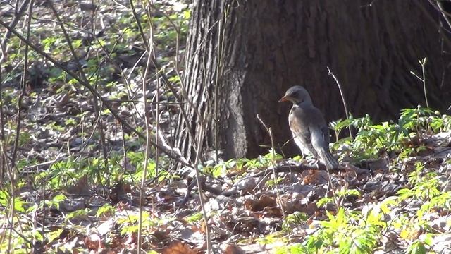 ПТИЧКИ В ЛЕСУ // BIRDS IN THE FOREST смотреть онлайн