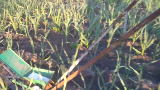 Вносим минеральные удобрения под чеснок прямо в корневую систему. смотреть онлайн