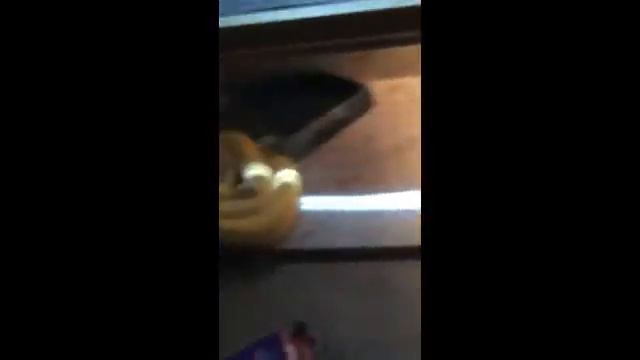 Ball python and Burmese python feeding. (WARNING LIVE FEEDING) viewer discretion is advised смотреть онлайн