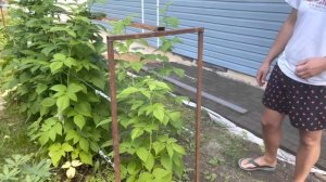 Шпалера для малины | VLOG of my life